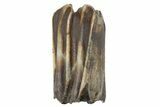 Pleistocene Fossil Steppe Bison Tooth - Siberia #231026-1